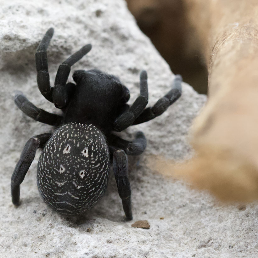 Gandanameno spec. - Abdomen
