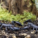 Geschlechtsbestimmung bei Skorpionen