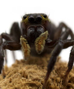 Hasarius adansoni-Female