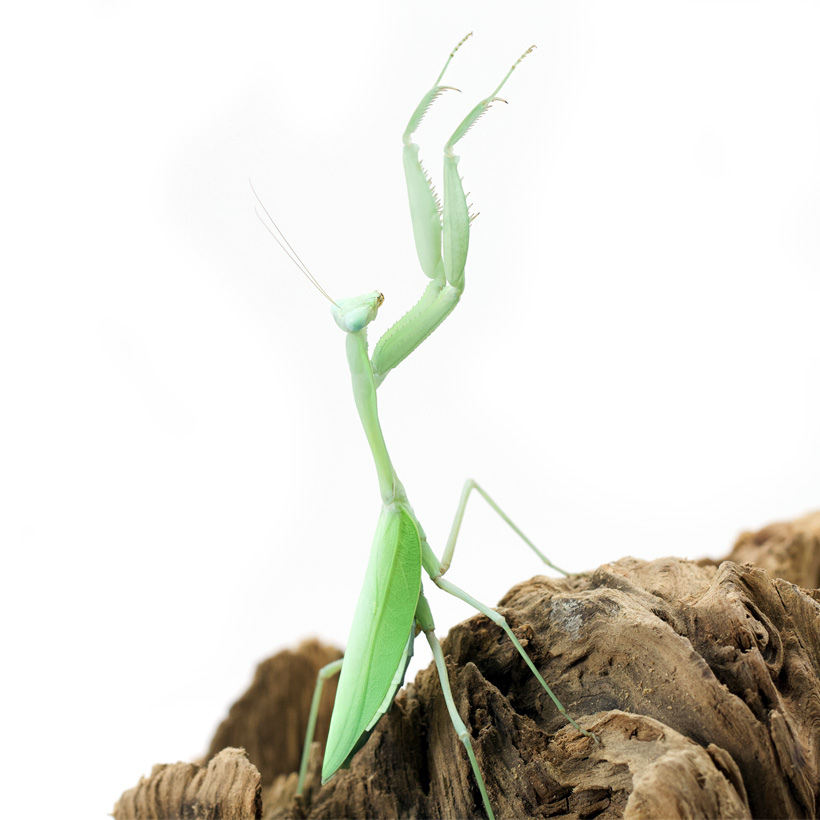 Hierodula-membranacea-Indische-Riesengottesanbeterin-1