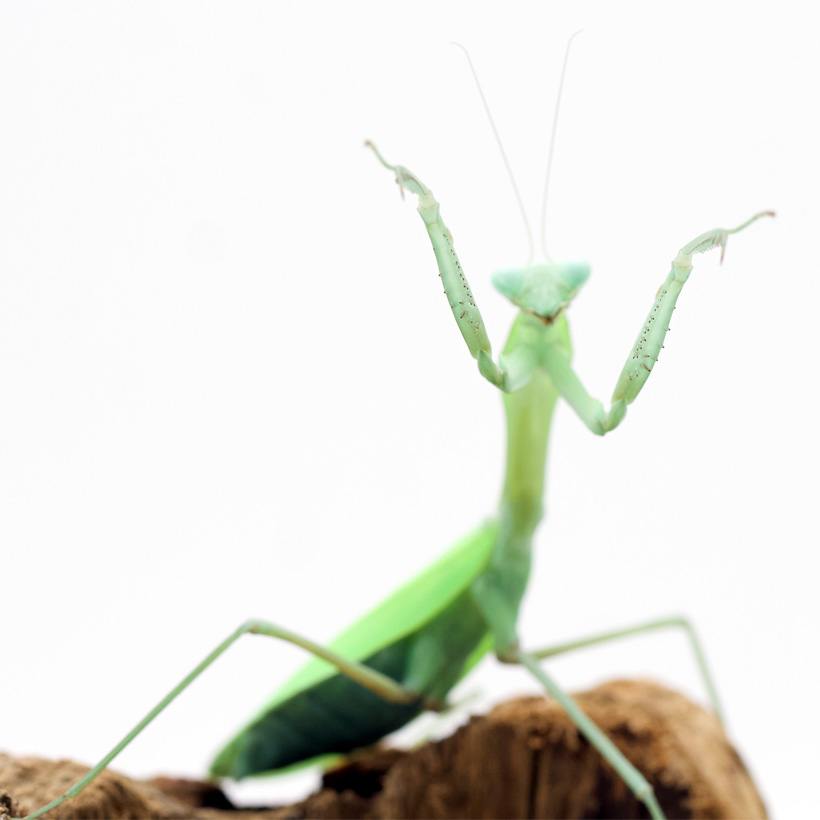 Hierodula-membranacea-Indische-Riesengottesanbeterin-Angriff-1