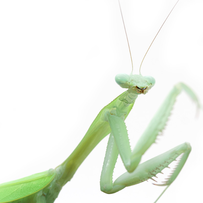 Hierodula-membranacea-Indische-Riesengottesanbeterin-Nahaufnahme-1