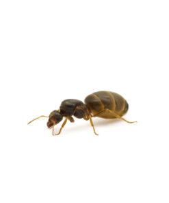 Lasius (Cautolasius) flavus