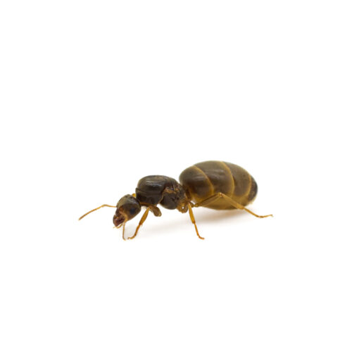 Lasius (Cautolasius) flavus