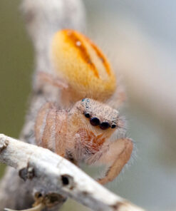 Phidippus pius-Seite