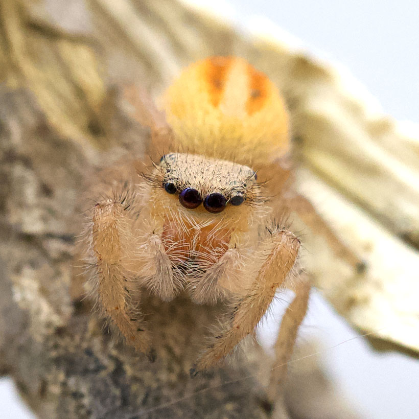 Phidippus pius-Vorne