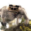 Phidippus regius ‘Ocala’