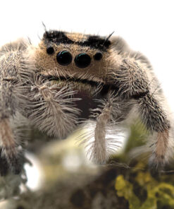 Phidippus regius "Ocala"