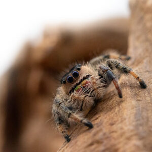 Phidippus regius "Ocala"