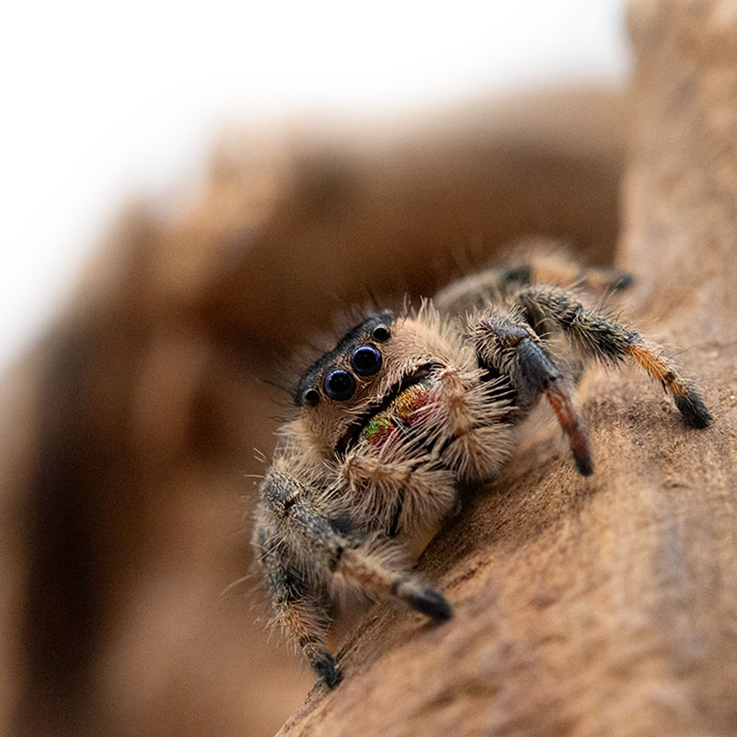 Phidippus regius "Ocala"