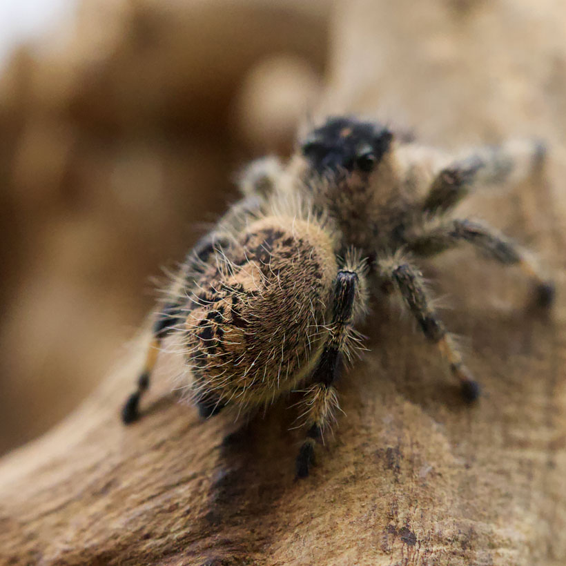 Phidippus regius "Ocala"- Abdomen