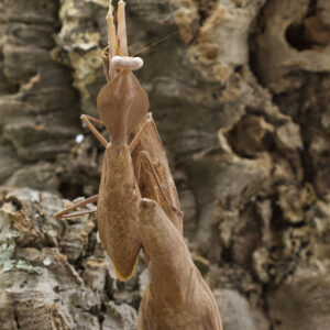 Rhombodera kirbyi- Schild