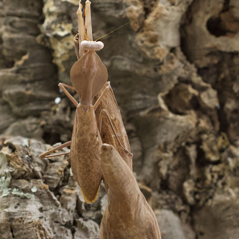 Rhombodera kirbyi- Schild