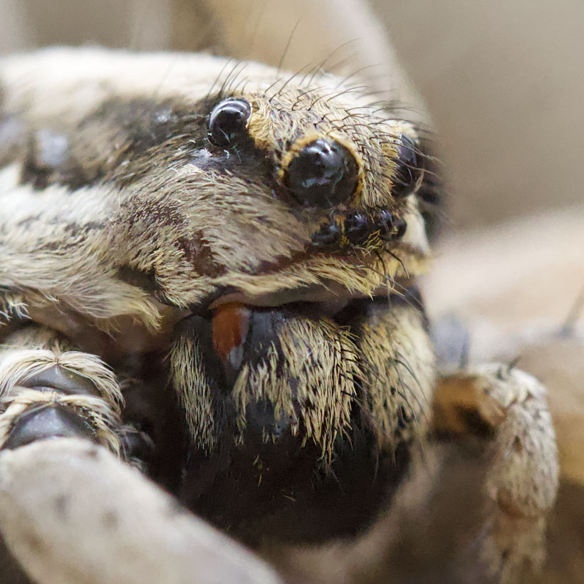 Lycosa praegrandis-Face