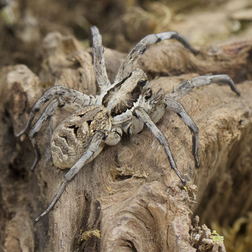 Lycosa praegrandis-Vogelperspektive