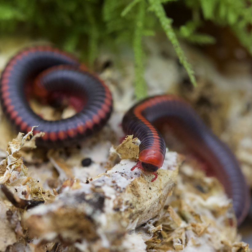 Myzel im Terrarium-Tausendfüßer