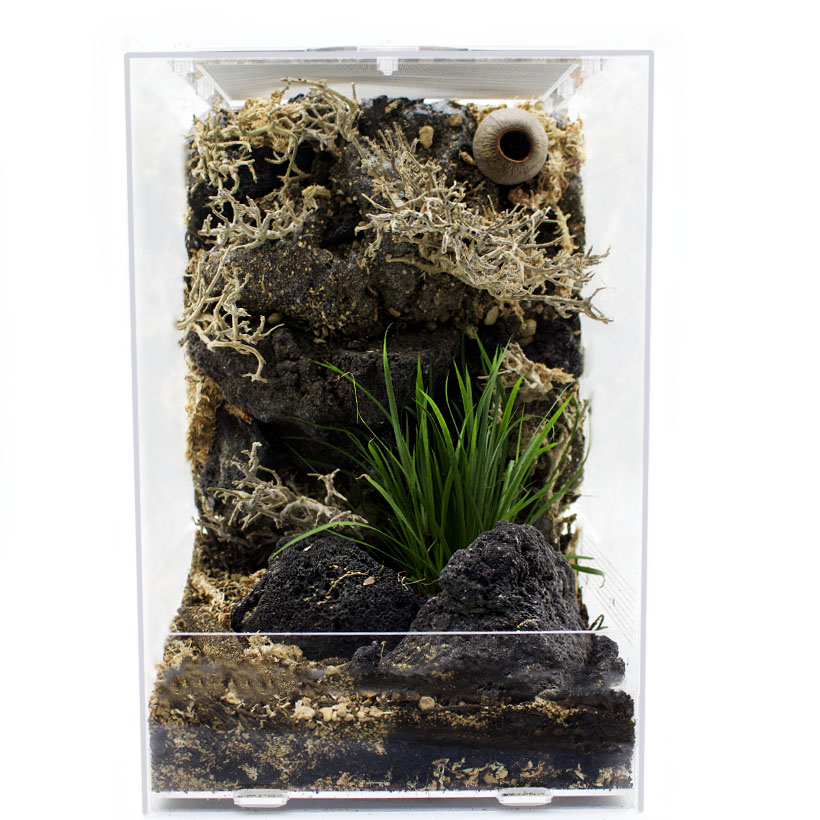 Springspinnen-Terrarium-Eukalyptus-Glocken-1