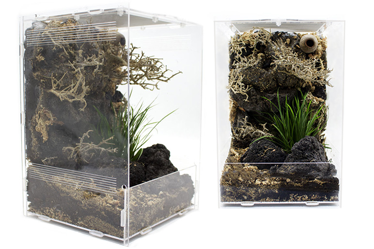 Springspinnen Terrarium einrichten- Beitragsbild