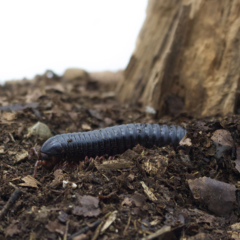 Tausendfuesser-Substrat-Terrarium-1