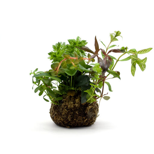 BioArt Ball Anubias nana