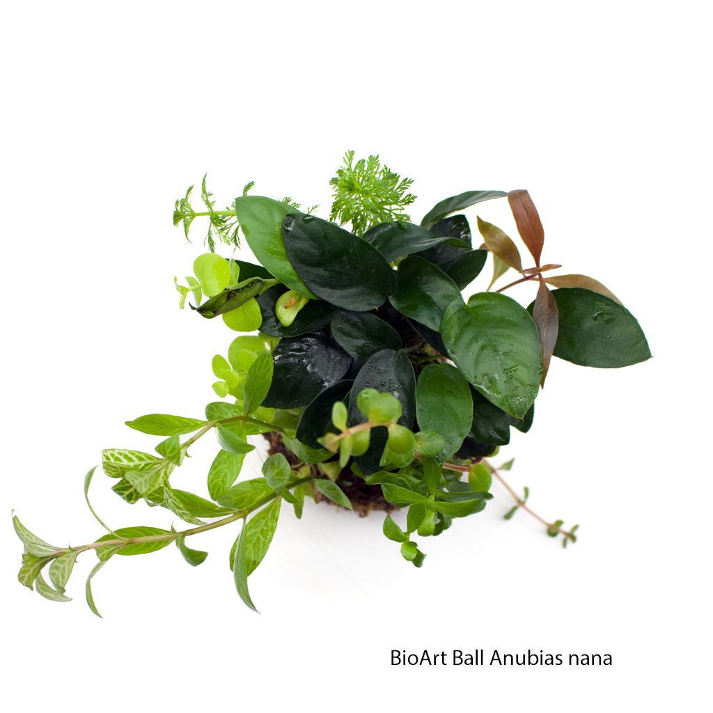 BioArt Ball Anubias nana-Draufsicht