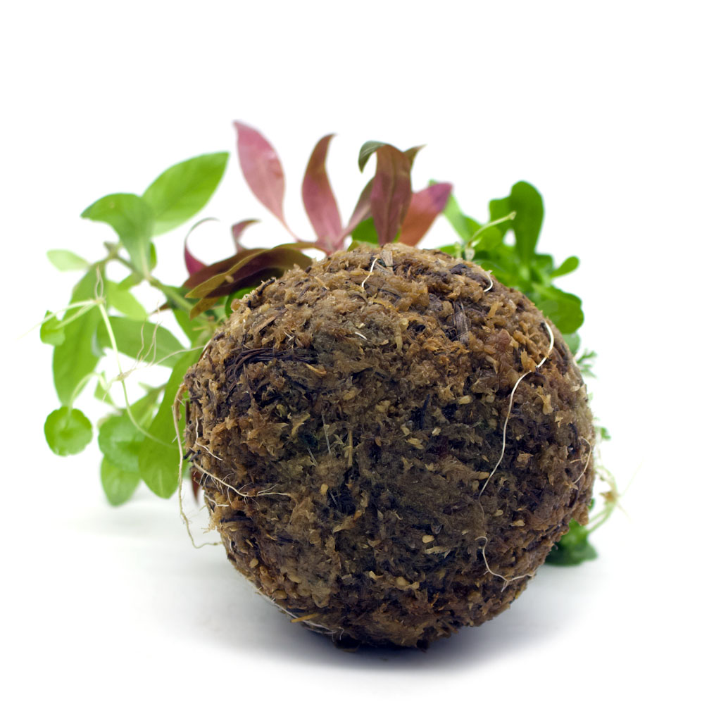 BioArt-Ball-Sphagnummoos-1