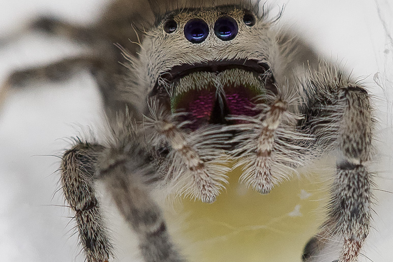 Springspinnen Zucht von der Eiablage bis zur Aufzucht