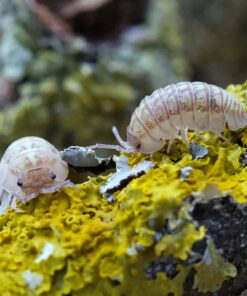 Armadillidium saxivagum