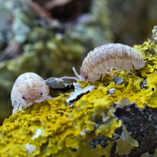 Armadillidium saxivagum