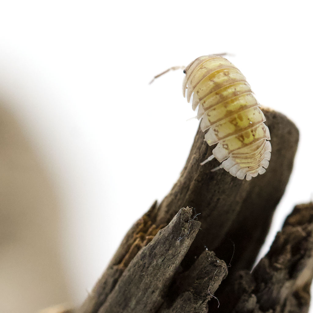 Armadillidium saxivagum-Vogelperspektive