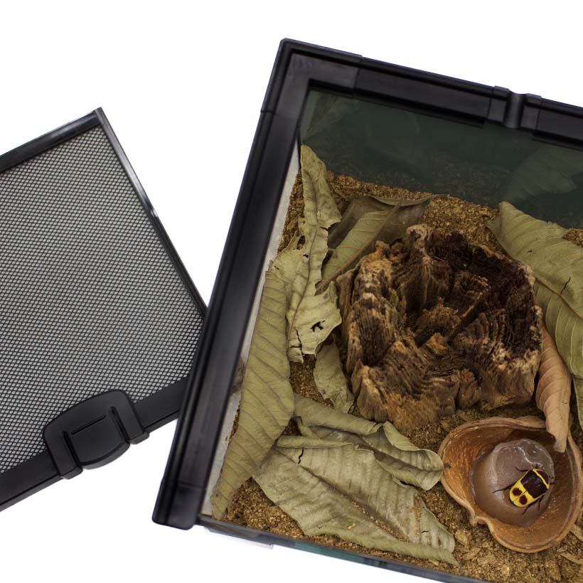 Beetle terrarium complete set furnishing