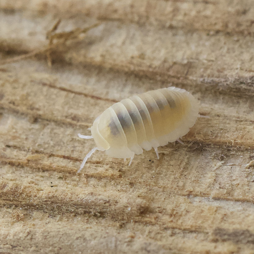 Cubaris-murina-22Glacier22