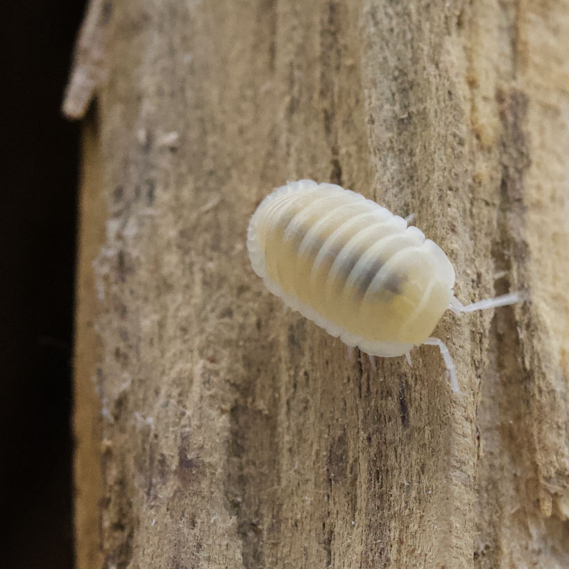 Cubaris-murina-22Glacier22-Terrarium