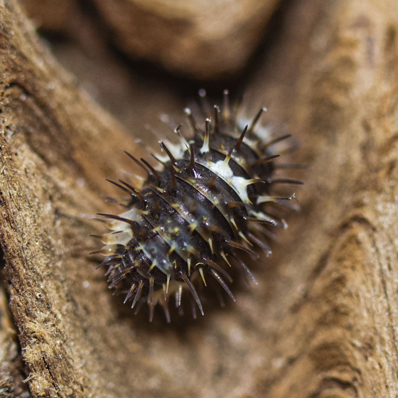 Laureola-spec.-22Black-Panda22-Draufsicht