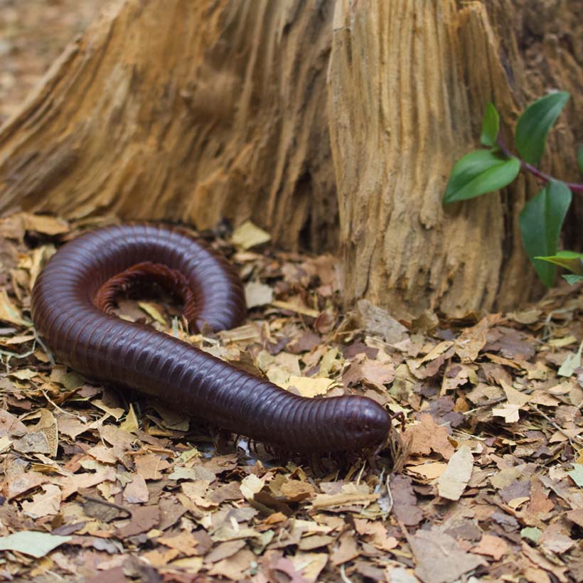 Terraleaf-Brick-Terrarium-1