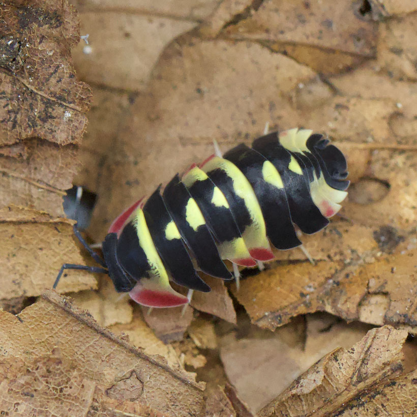 Ardentiella-spec.-22Yellow-Arrow22-oben