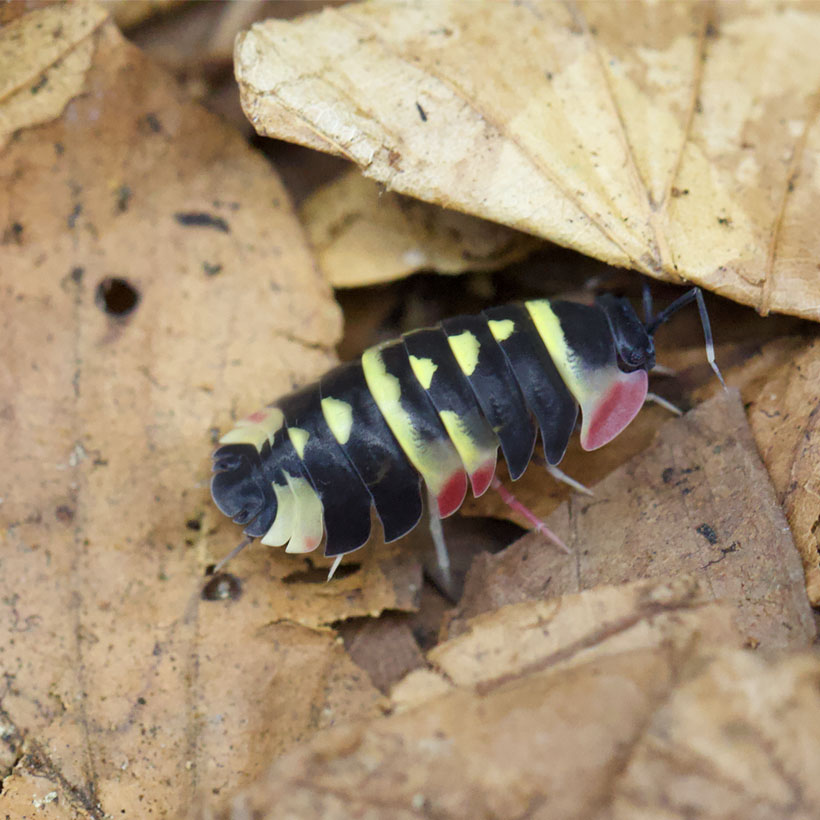 Ardentiella-spec.-22Yellow-Arrow22-seitlich