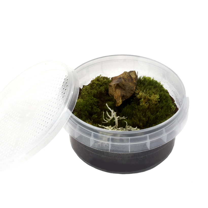 Aufzuchtdosen mit perforiertem Deckel-Einrichtung