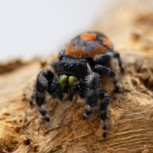 Phidippus audax „Bryantae“-Weibchen