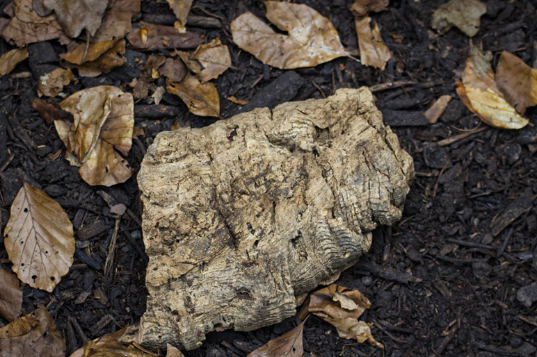 Tiere verstecken sich im Terrarium