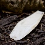 Tiere verstecken sich im Terrarium-Sepiaschale