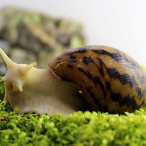 Achatina-achatina-scaled-3.jpg