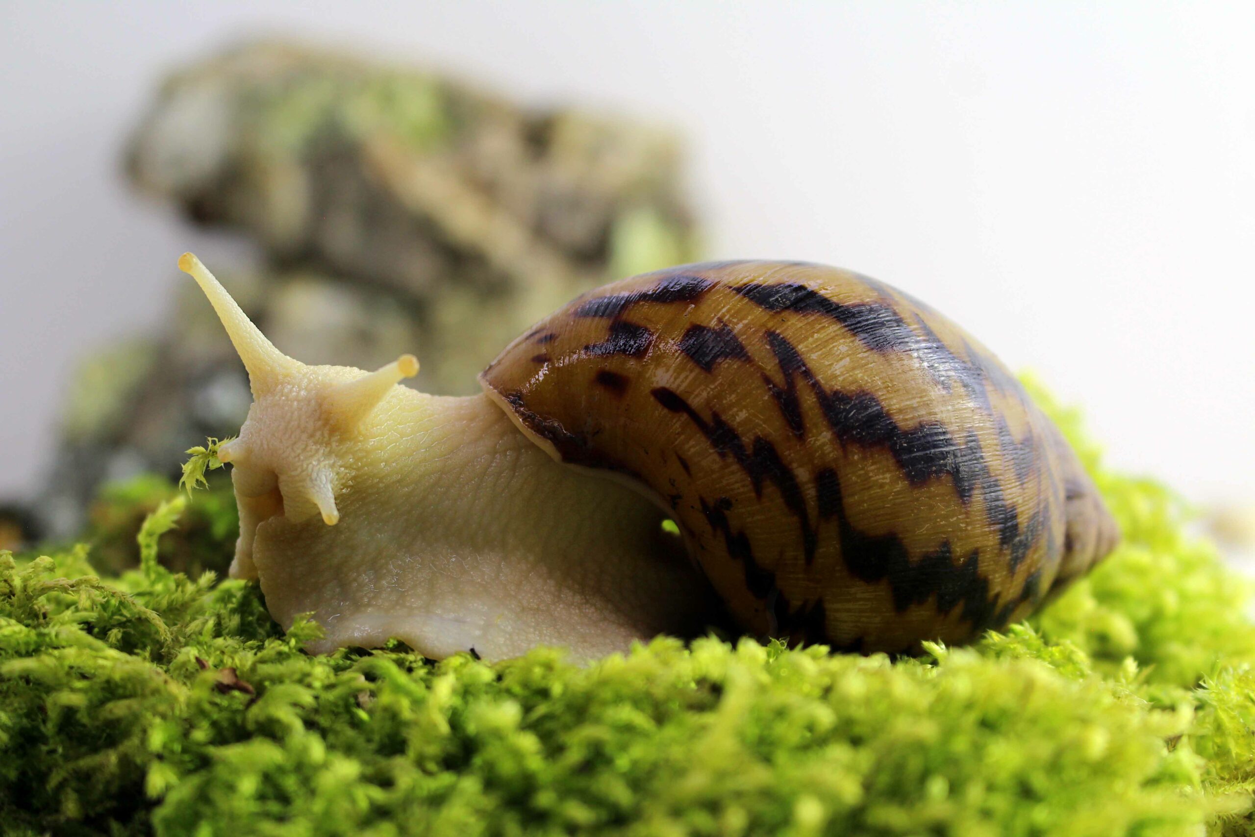 Achatina-achatina-scaled-3.jpg