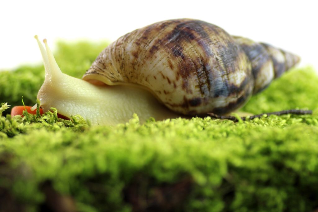 Achatina-reticulata-Albinos-scaled-3.jpg