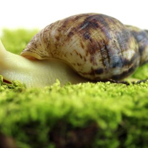 Achatina-reticulata-Albinos-scaled-3.jpg