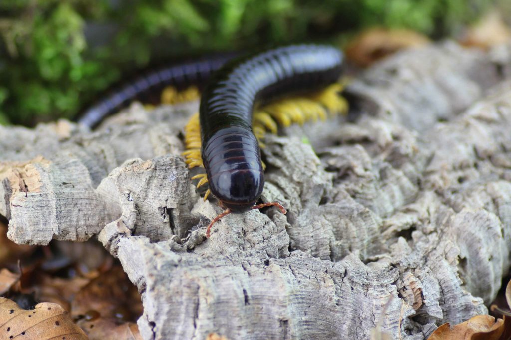 Acladocricus-spec_-scaled-3.jpg