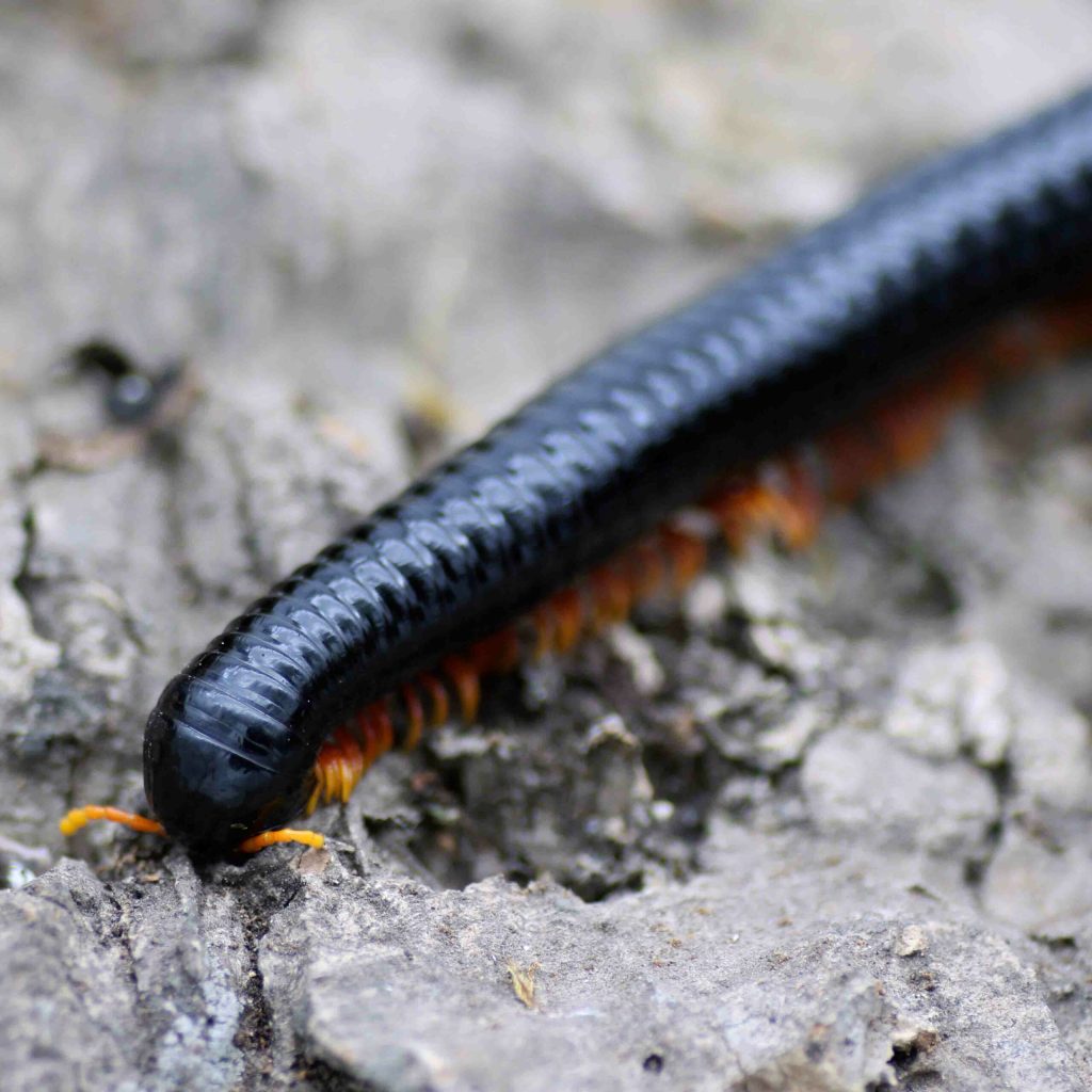 Alienostreptus-bicoloripes-scaled-3.jpg