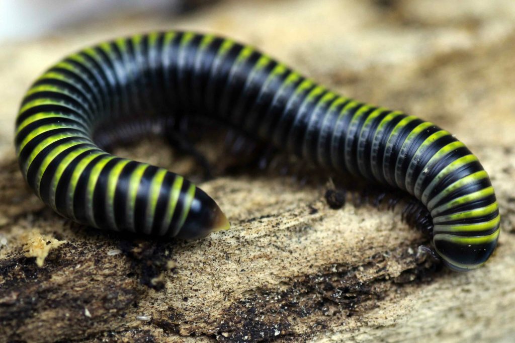 Anadenobolus-monilicornis-edited-scaled-3.jpg
