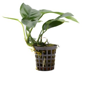 Anubia-barteri-var.-nana-22Dwarf spear leaf22-2.jpg