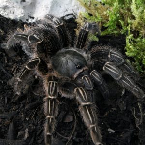 Aphonopelma-seemanni-2.jpg